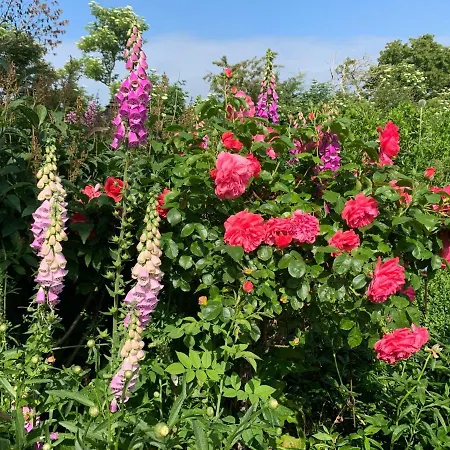 Ferienhaus Föhrliebt Reetdachhaus